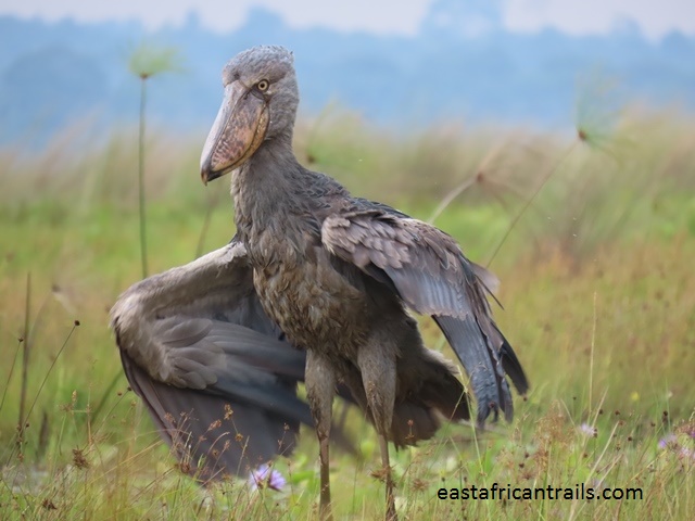 Shoebill stork