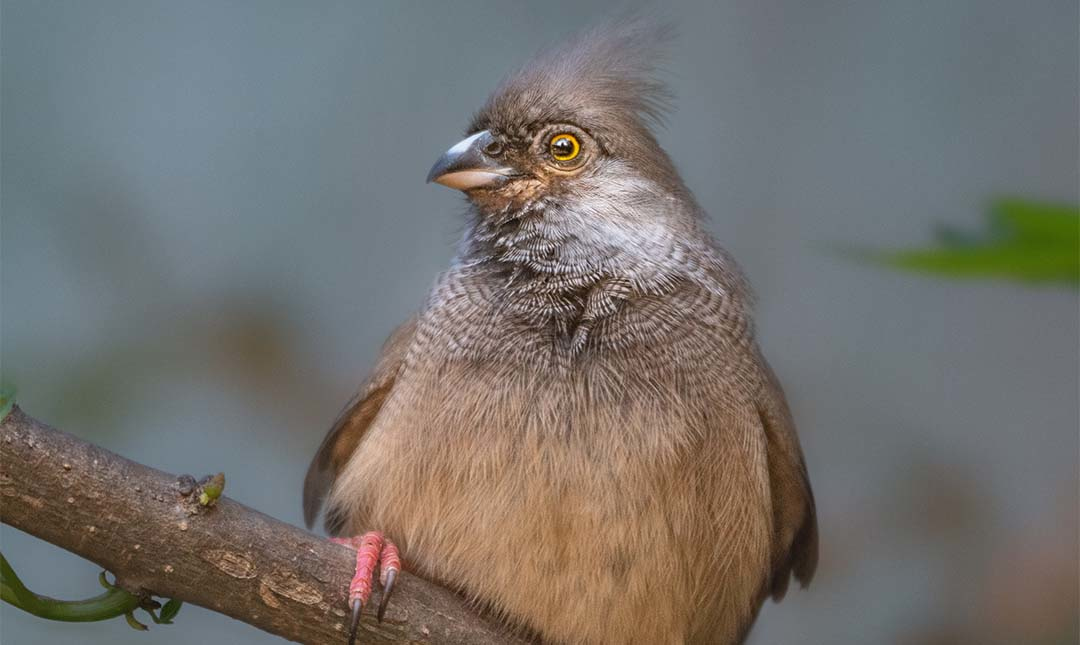 Speckled mousebird