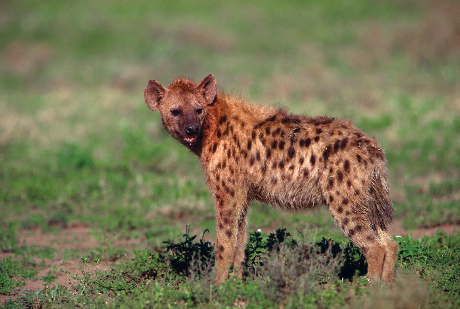 Spotted hyena