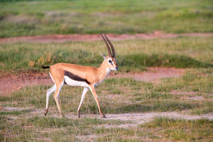 Thomson's gazelle