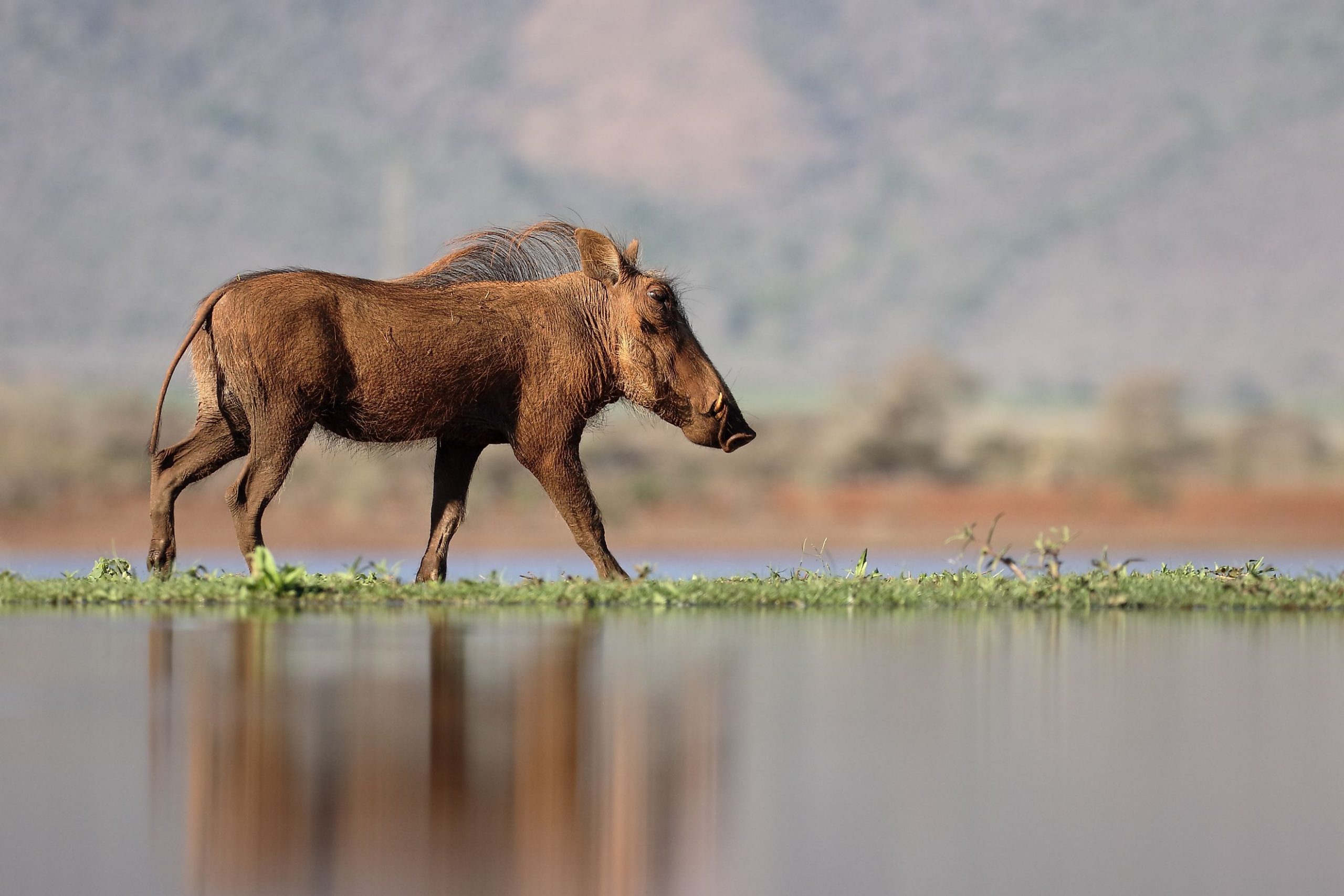 Warthog