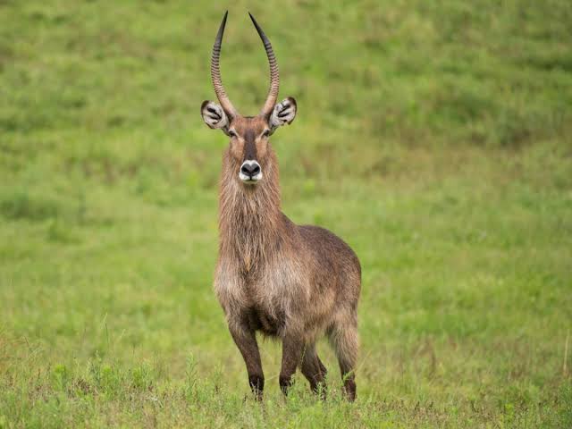 Waterbuck
