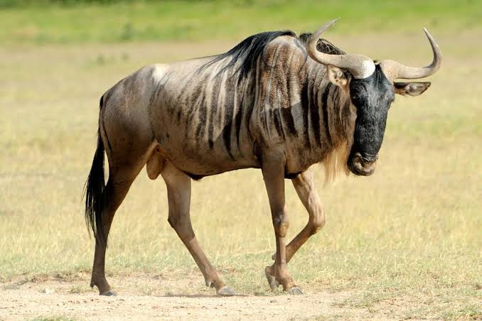 Wildebeest