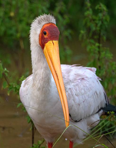 Yellow-billed stork