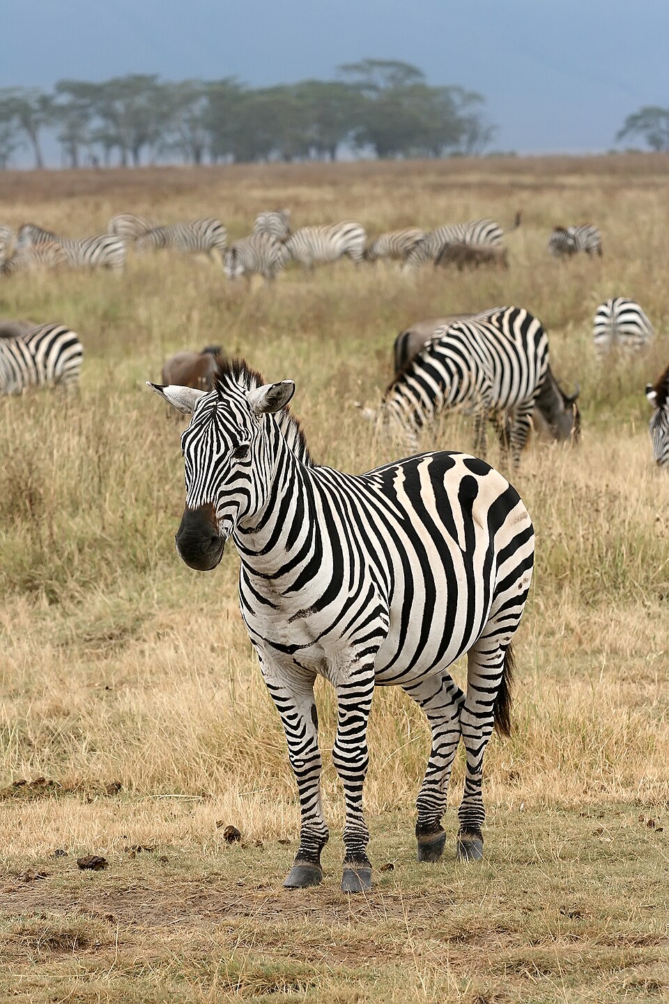 Zebra on Kyahugye Island
